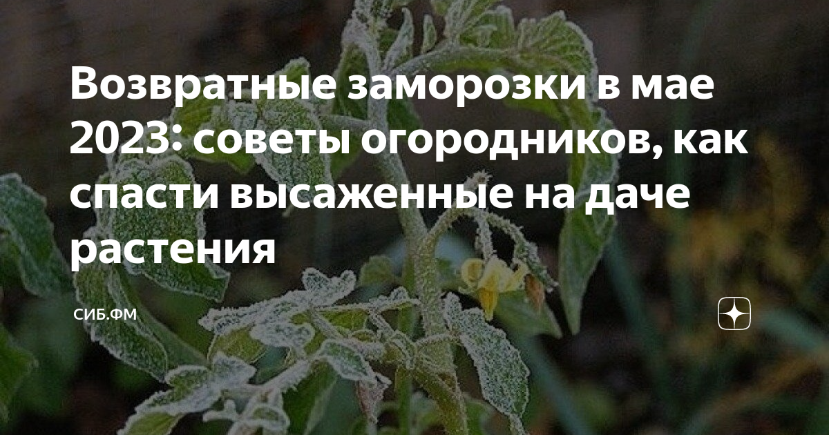 Возвратные заморозки в 2024 году. Возвратные заморозки. Возвратные заморозки в саду. Морозостойкость возвратными заморозками. Возвратные весенние заморозки.