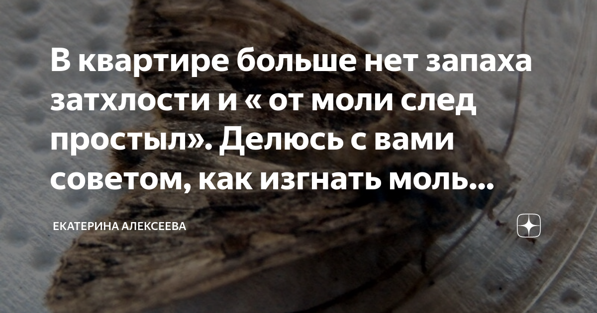 Следы от моли на одежде фото