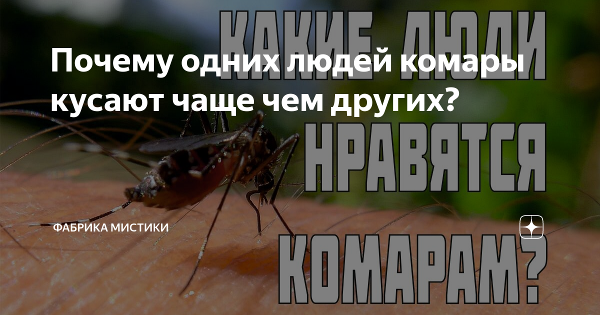 почему комар кусается исследовательская работа. почему меня кусают комары. проект почему кусают комары. почему не кусают комары. почему комары кусают меня чаще.