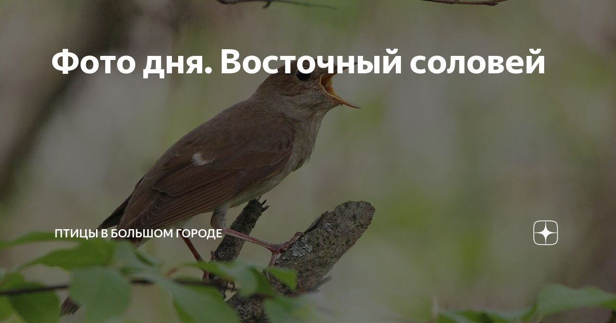 Соловей 1 час. Восточный Соловей. Когда прилетают соловьи. Примета прилетел Соловей