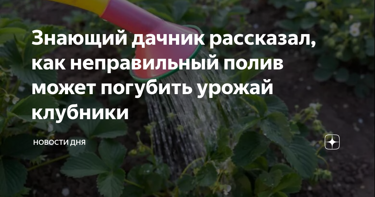 Знающий дачник рассказал, как неправильный полив может погубить урожай ...