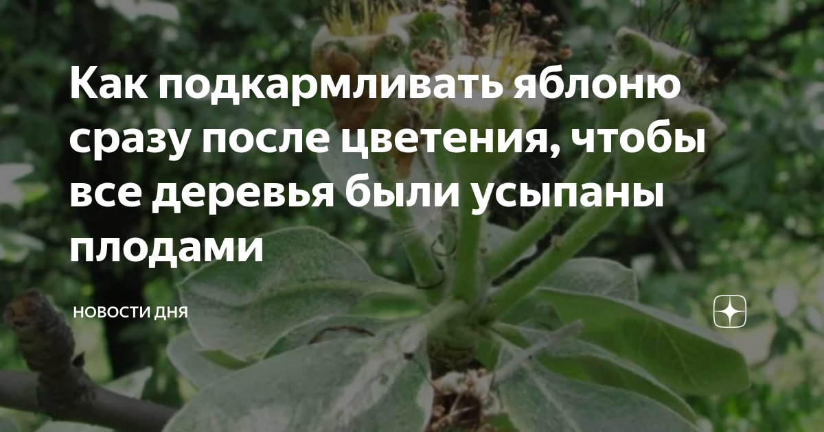 Как подкармливать яблоню сразу после цветения, чтобы все деревья были ...