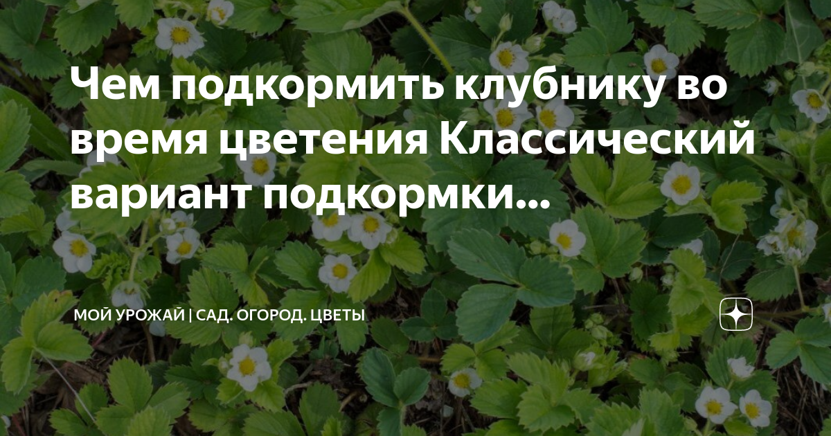 Чем в зиму подкормить клубнику в октябре. Подкормка клубники во время цветения. заморозки горе огородника. чем можно подкормить клубнику весной. огородные вести.