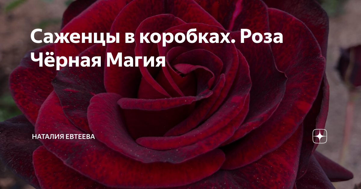 Саженцы в коробках. Роза Чёрная Магия | Дом и Цветущий Сад | Дзен