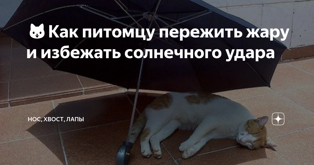 🐱Как питомцу пережить жару и избежать солнечного удара | Нос, хвост ...