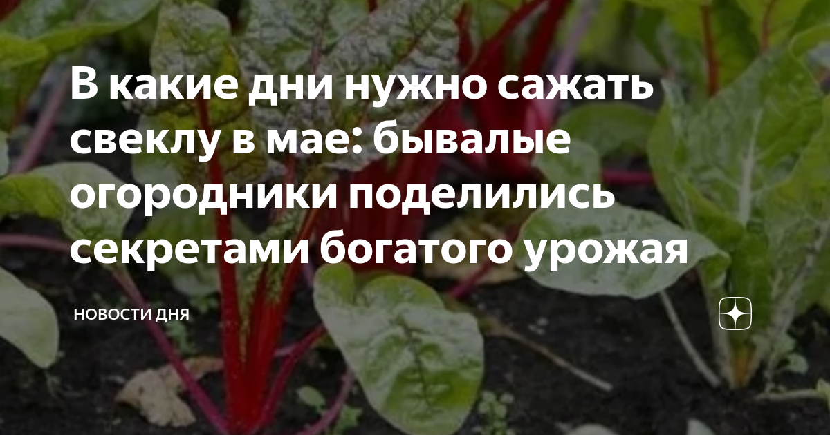 Какого числа сажать свеклу. С чем посадить свеклу. Посадка свеклы в мае. Когда садить свеклу. Июнь посадка овощей.