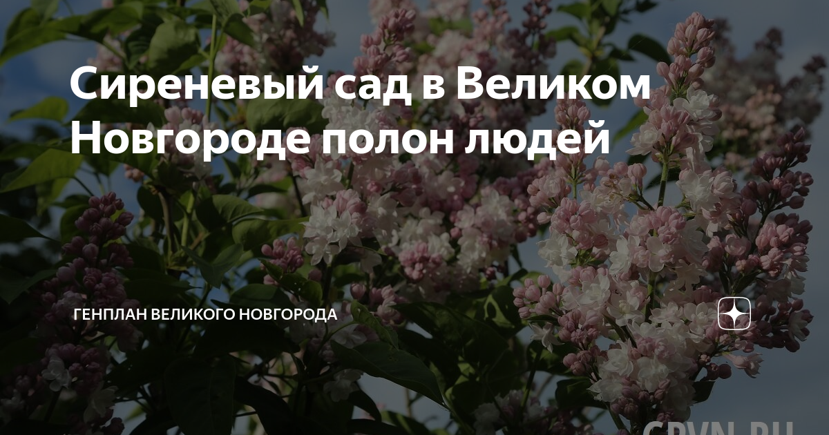 Сиреневый сад в Великом Новгороде на выходных был полон людей - GPVN.RU