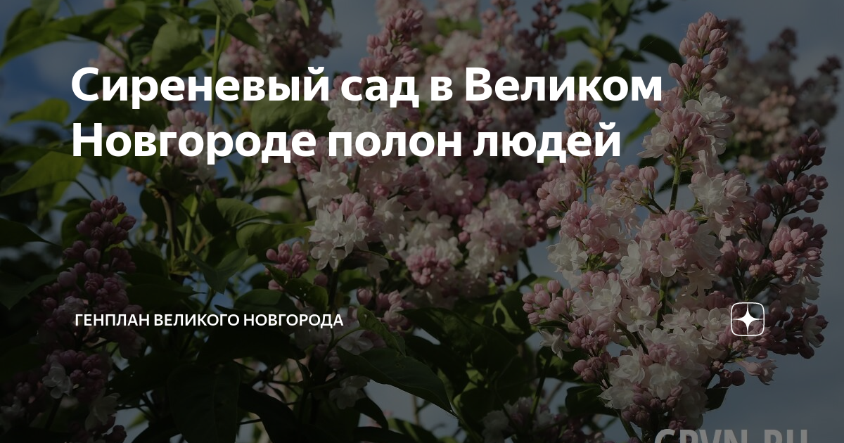 Сиреневый сад Великий Новгород. Сад с сиренью Великий Новгород.