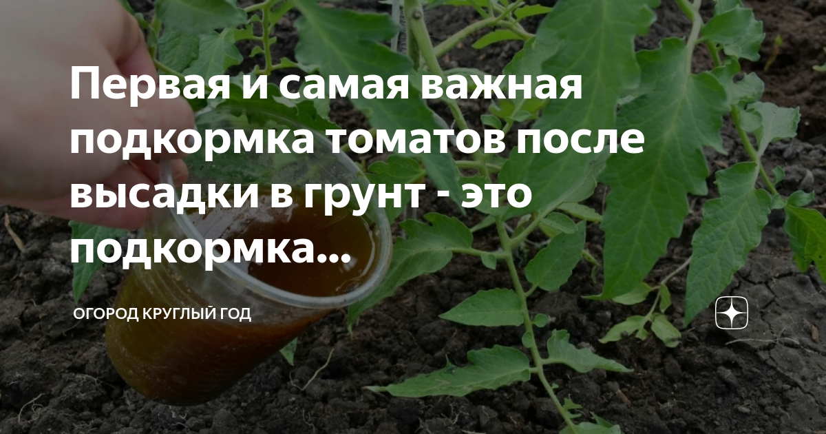 Первая подкормка. Подкормка томатов. Подкормка для помидор. Грунтовых томатов. Первая подкормка помидор.