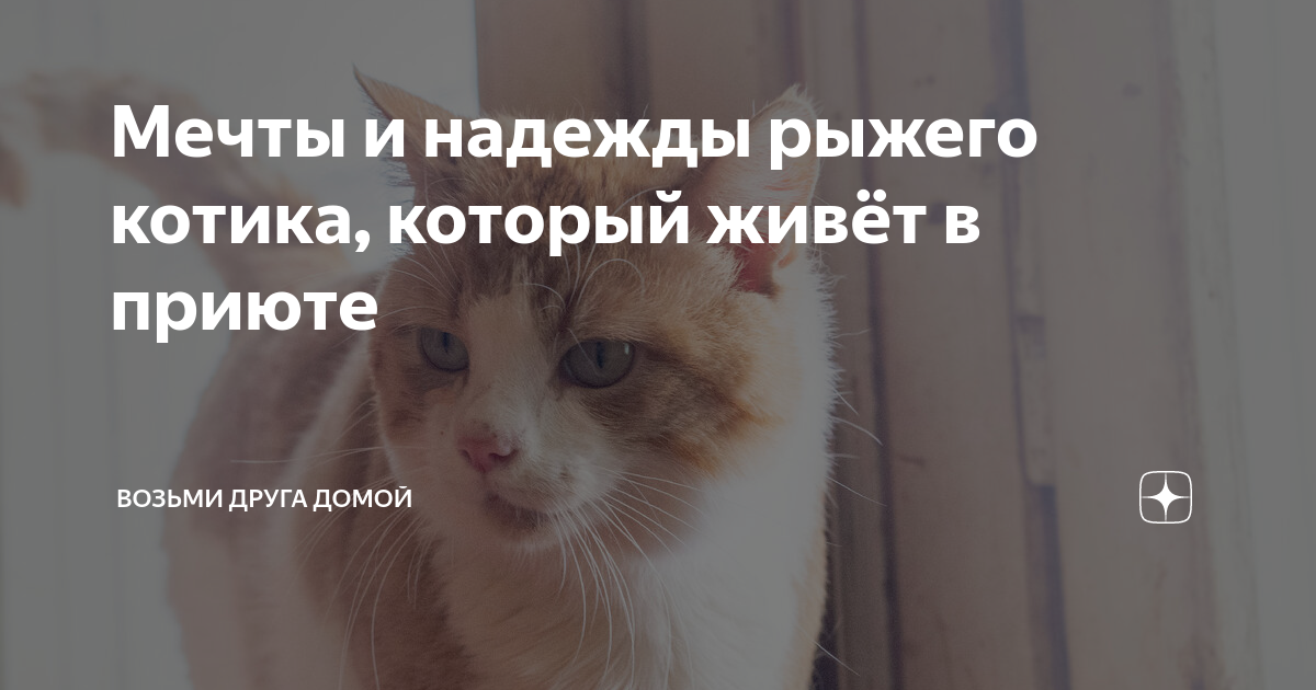 Мечты и надежды рыжего котика, который живёт в приюте | Возьми Друга ...