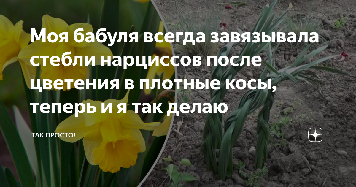 Нарциссы после цветения что делать