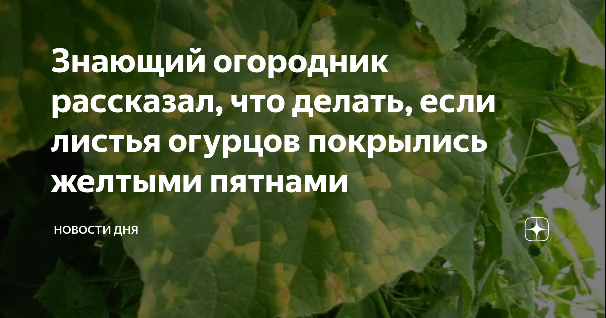 Почему желтеют листья у огурцов: что делать, чем обработать