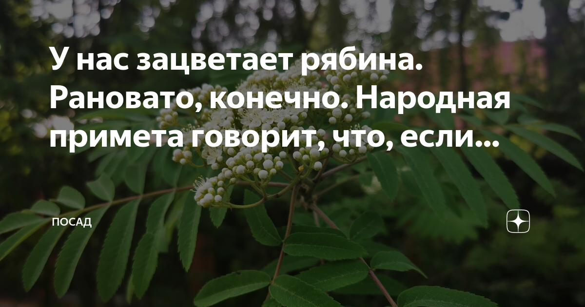 Цветет рябина поздней весной когда оденутся в зеленую одежду леса схема предложения