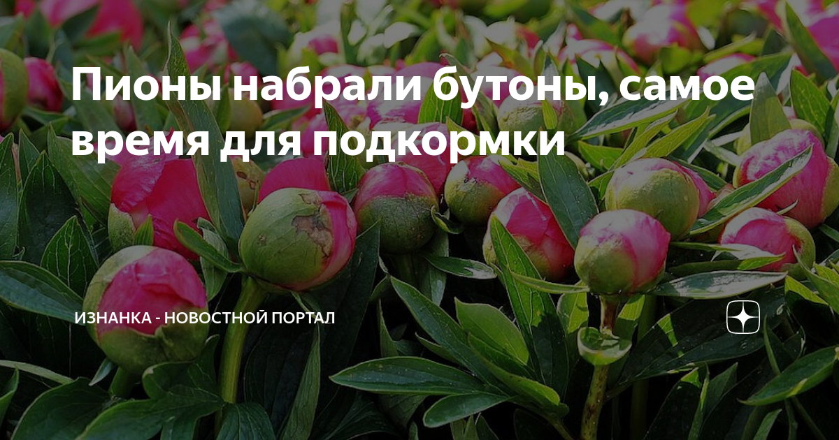 Пионы не набирают бутоны что делать. Пион завязывание бутонов. Пионы наклонили бутоны. Время пионов. Набирают бутон.