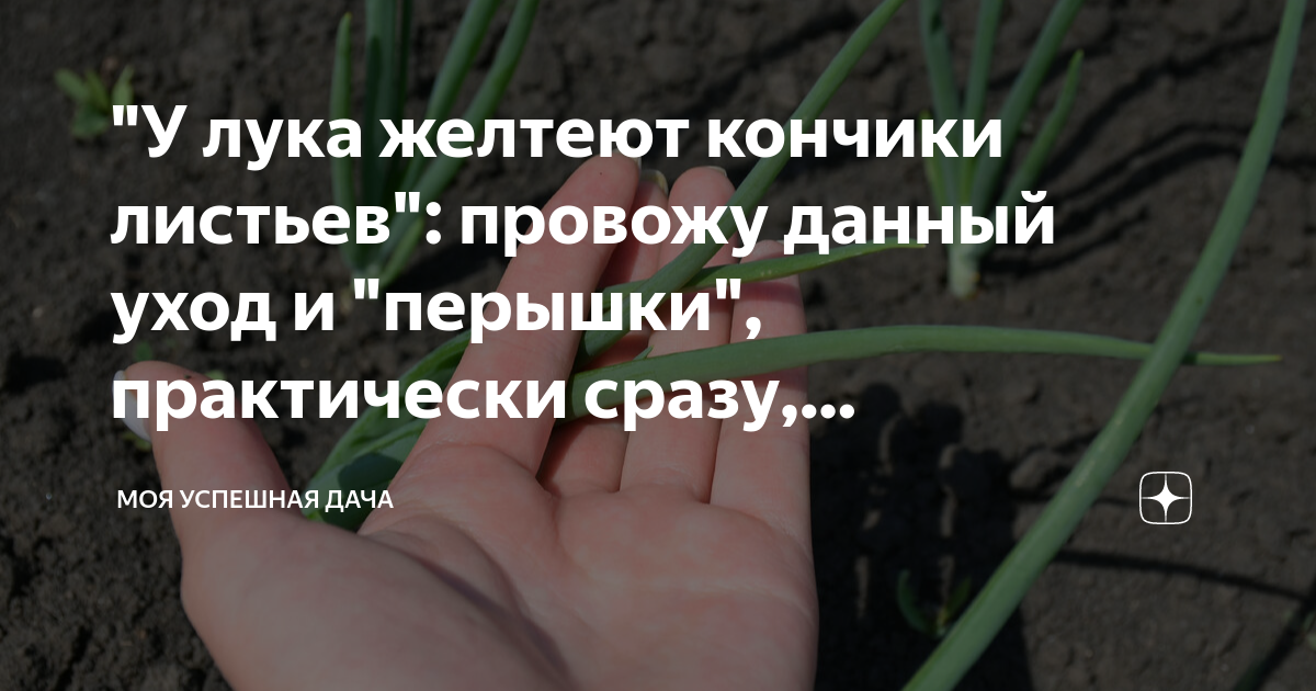 Что делать, если желтеют кончики чеснока и лука, рассказал Дачник - «ФАКТЫ»