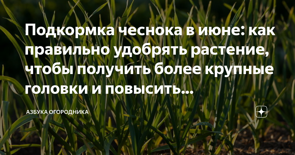 Подкормка чеснока в июне: как правильно удобрять растение, чтобы получитьболее крупные головки и повысить урожайность