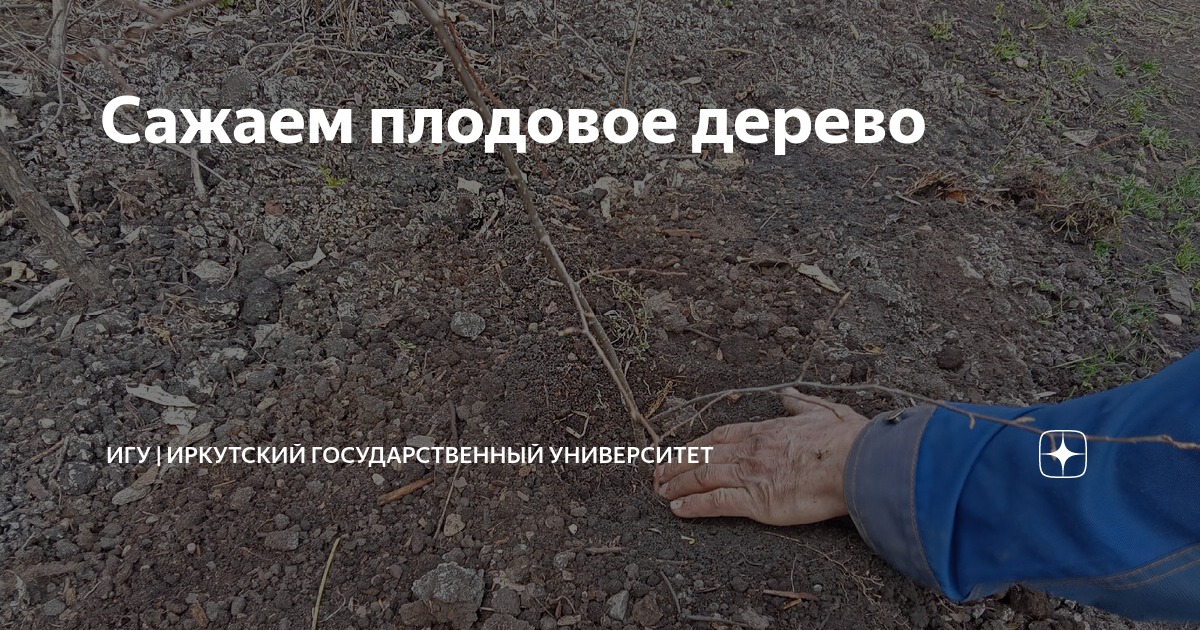 Сажаем плодовое дерево | ИГУ | Иркутский государственный университет | Дзен