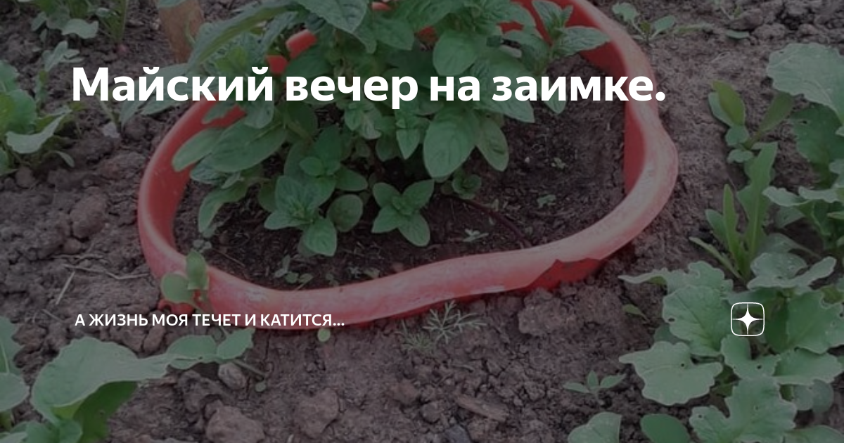 Майский вечер на заимке. | А жизнь моя течет и катится... | Дзен