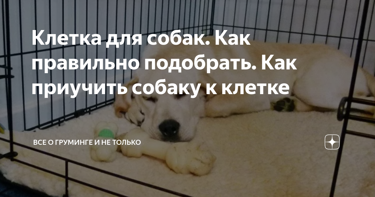 Как приучить щенка к клетке в квартире. Клетка для собак. Вольер для корги. Клетка для лабрадора. Миска в клетку для собаки навесная.