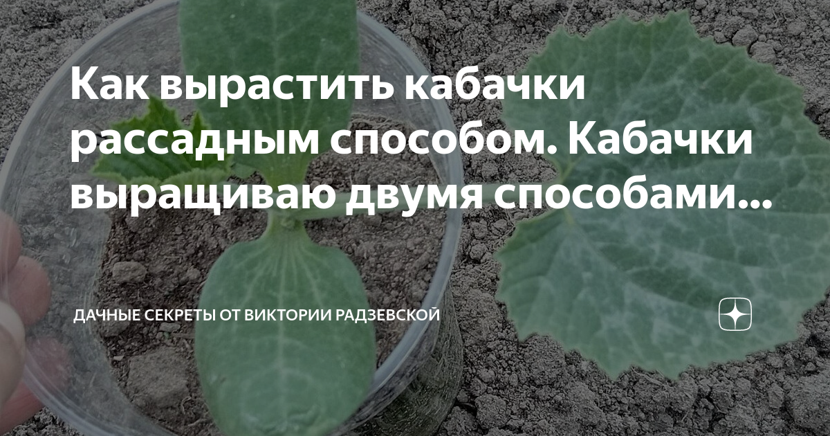 Когда можно сажать кабачки 2024. Когда можно сажать кабачки 2024. Посадка кабачков на рассаду. Сажаем кабачки. Круглые лунки для посадки кабачков.