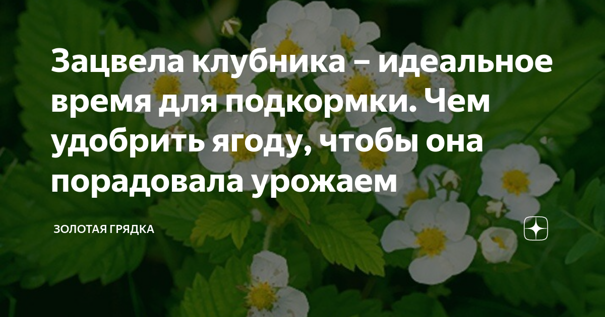 Подкормить клубнику после урожая. Клубника зацвела чем подкормить. Чем удобрять клубнику во время цветения.