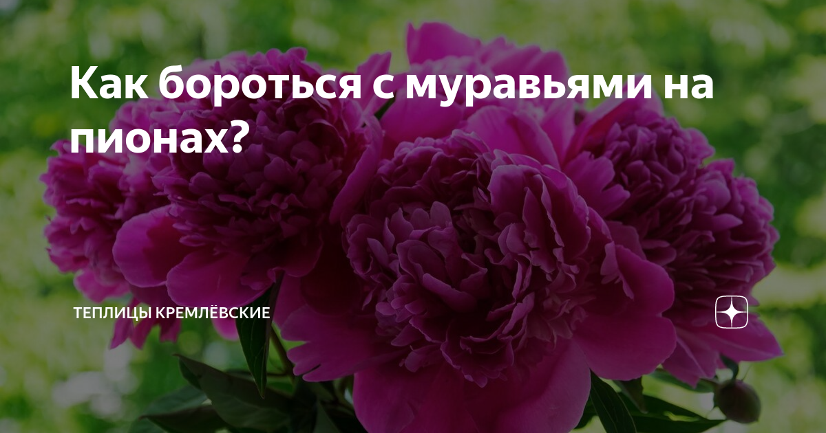 Как бороться с муравьями на пионах? | Теплицы Кремлёвские | Дзен