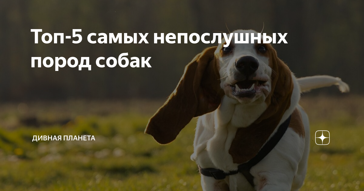 Песик дивный вид спортивный. Самые непослушные породы собак. Собака дрожит. Собака трясёт головой и ушами.