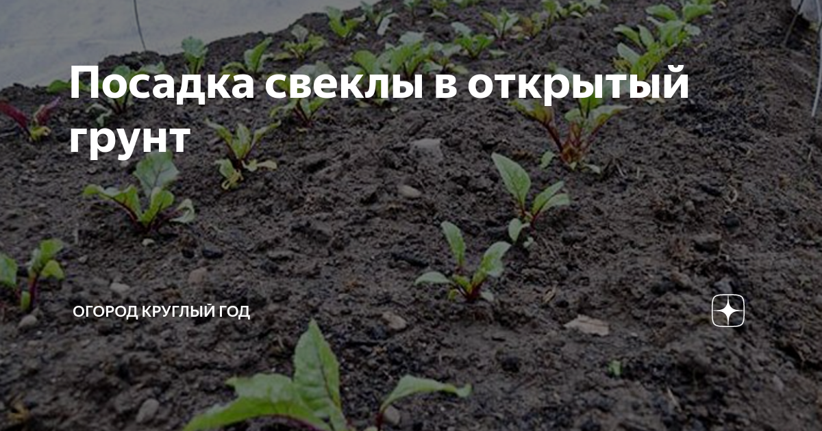 Посадка свеклы в зиму открытый грунт. В лунку для посадки капусты. посадка в открытый грунт. удобрение при посадке капусты в лунку. посадка свёклы в открытый грунт.