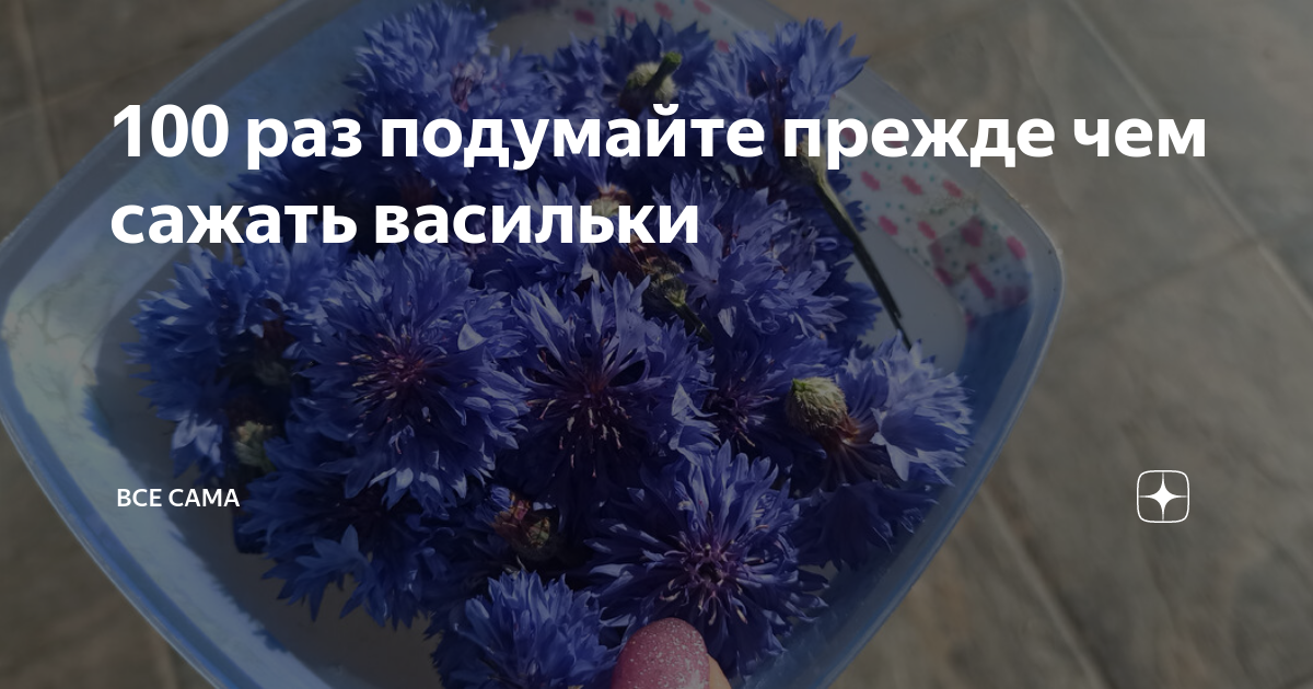 Когда сеять васильки на рассаду. Сажаем васильки. Сажаем васильки в открытый грунт. С чем сажать Василек. Когда сеять васильки.