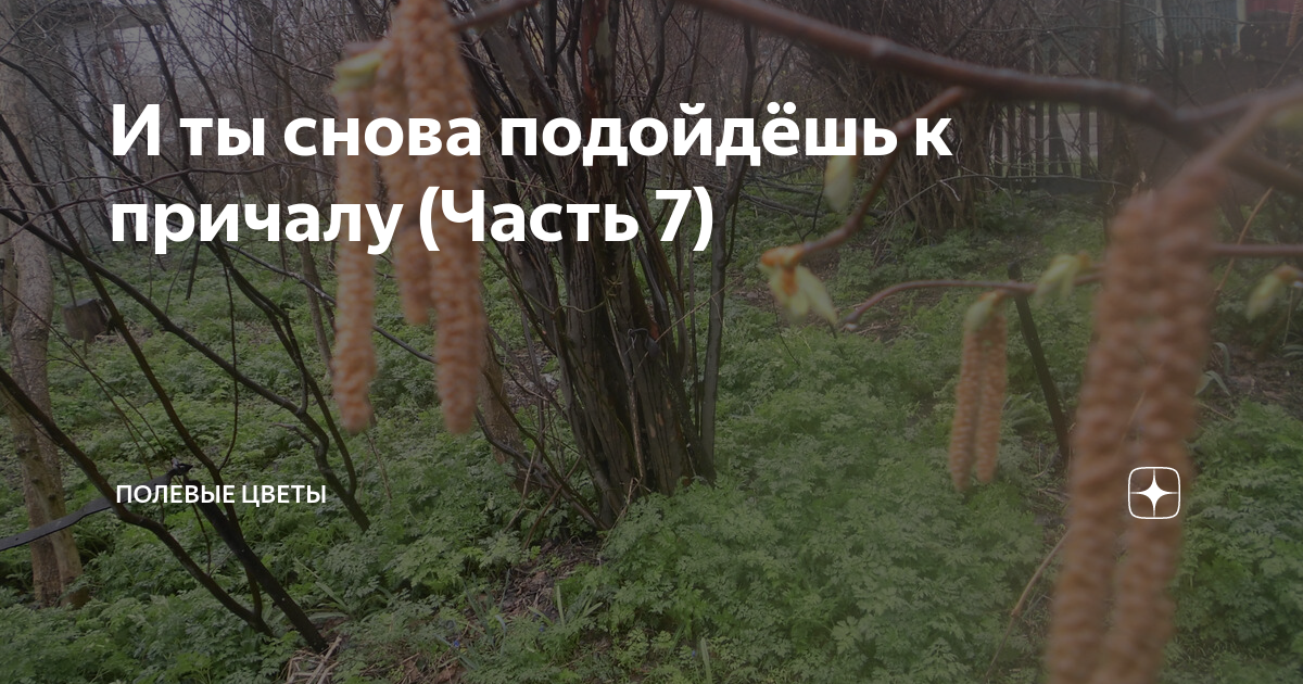 И ты снова подойдёшь к причалу (Часть 7) | Полевые цветы | Дзен