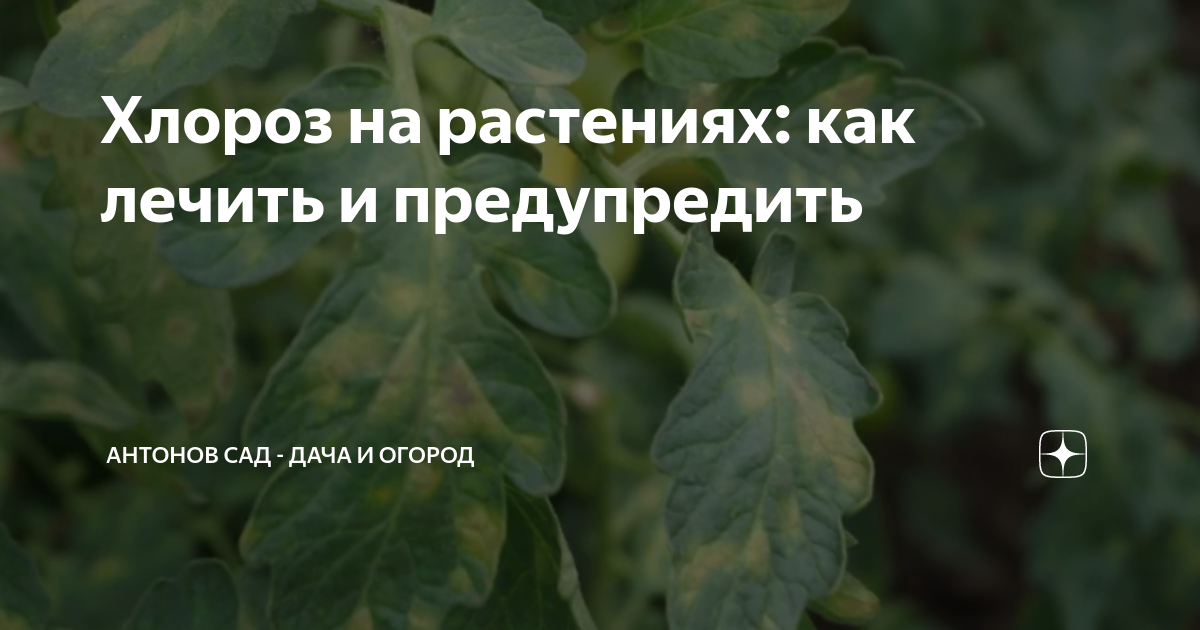 Хлороз растений причины и лечение фото Болезни и вредители черешни и борьба с ними, почему не плодоносит, что при этом