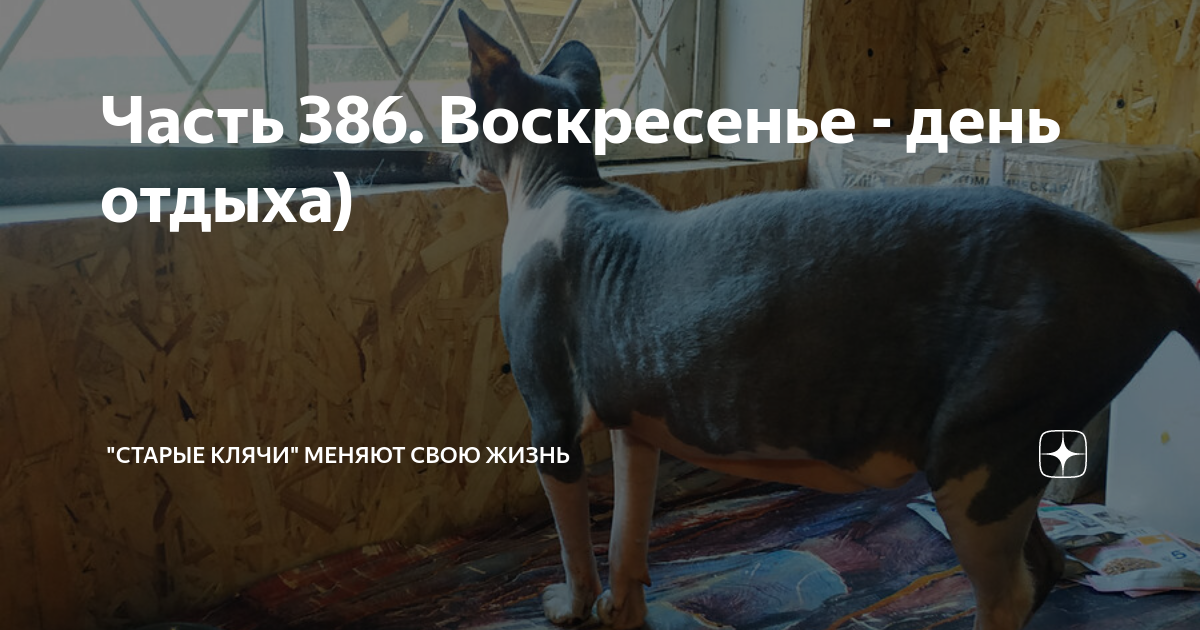 Часть 386. Воскресенье - день отдыха) | "Старые клячи" | Дзен