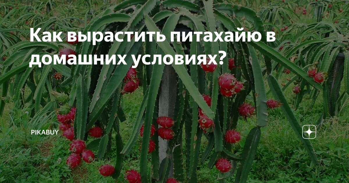 Как растёт питахайя?