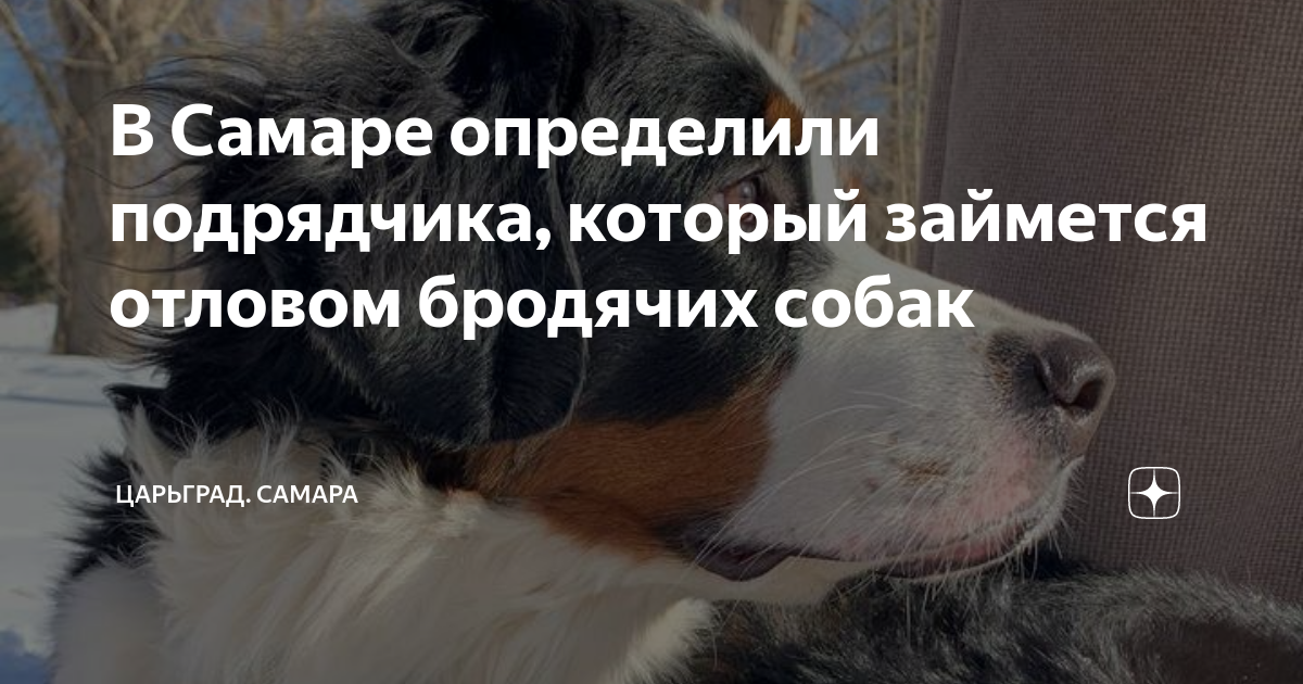 Заявка на отлов собак образец