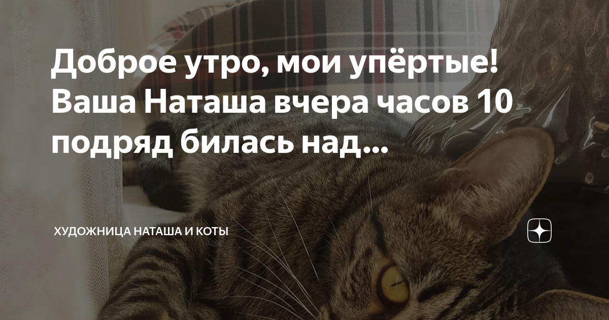 Наташа и коты дзен