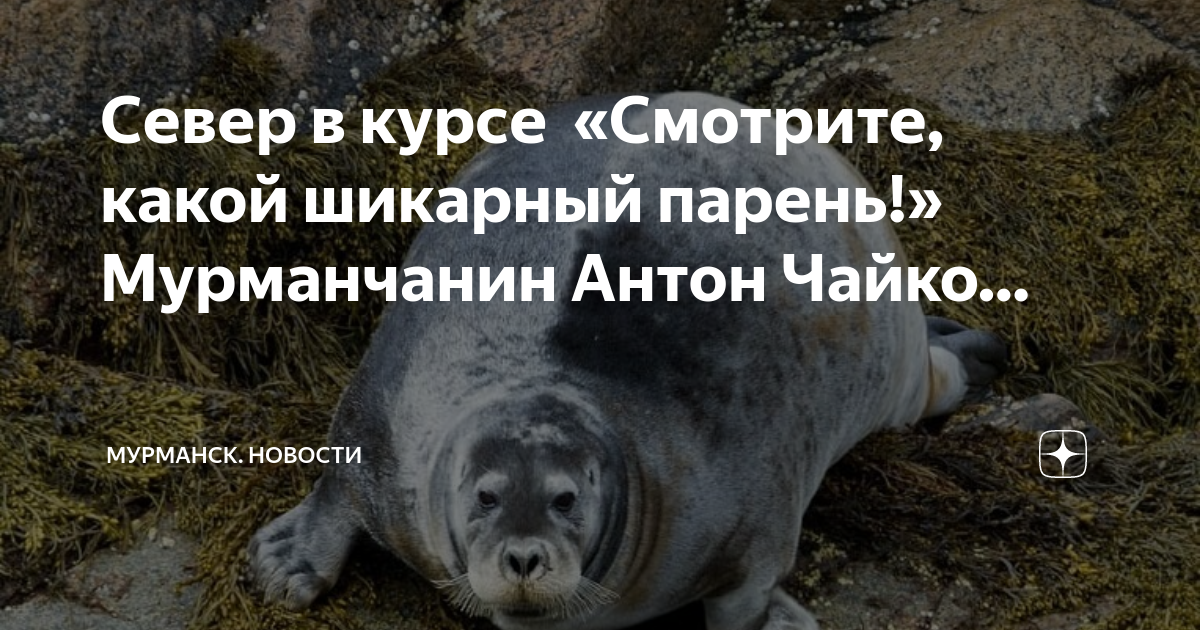 Заяц пухляш схема