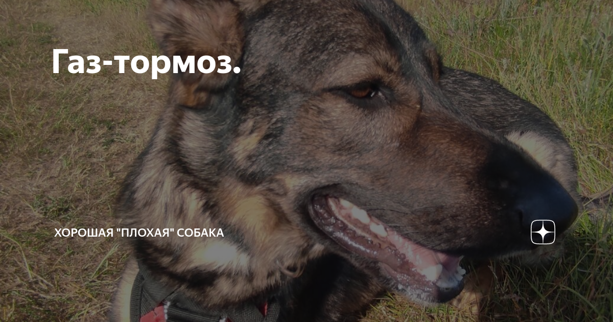 Газ-тормоз. | Хорошая "плохая" собака | Дзен
