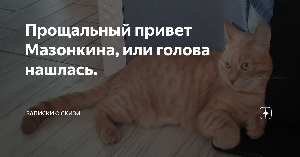 Скищи мазонкин. Записки про кота скизи. Скизи мазанкин дзен. Записки про кота скизи. Скизи кот дзен.
