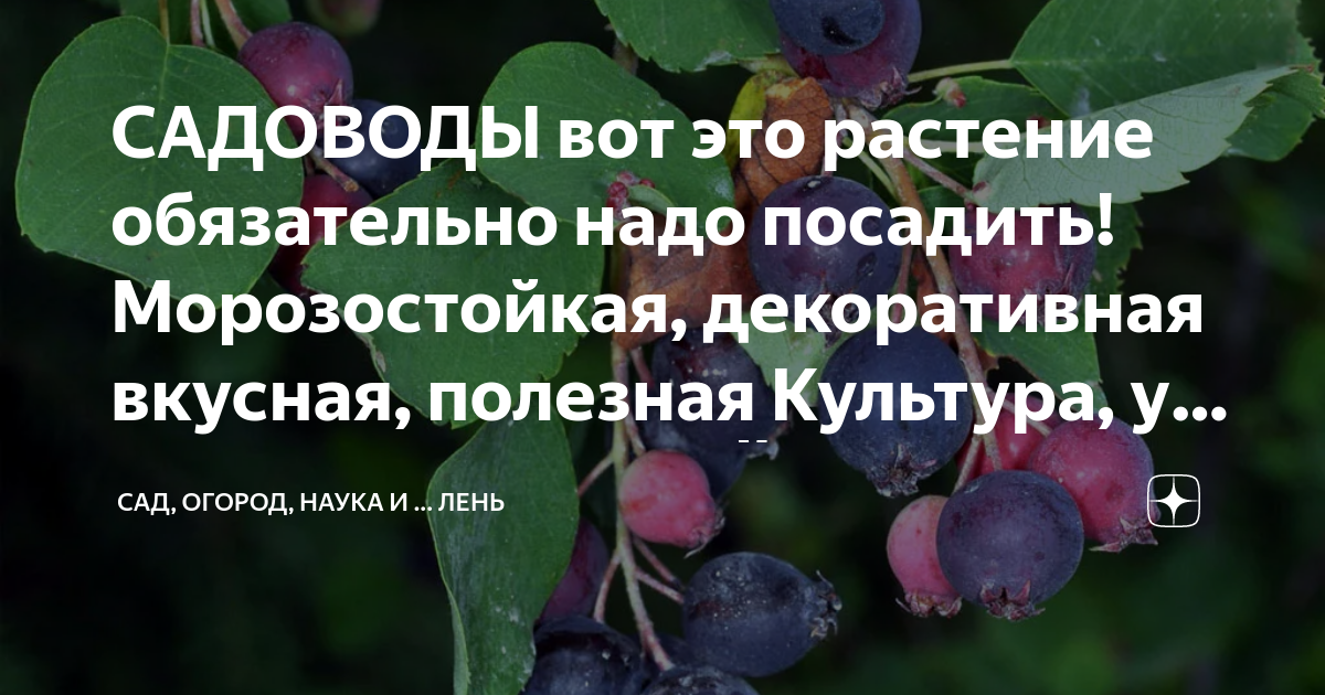 САДОВОДЫ вот это растение обязательно надо посадить! Морозостойкая ...