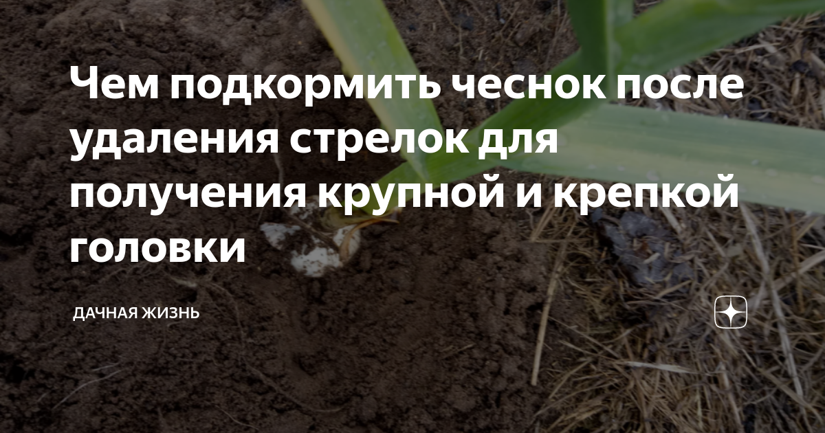 Что делать с чесноком после удаления стрелок. Чем подкормить чеснок чтоб была крупная головка. Подкормить чеснок костной мукой. Чем подкормить чеснок после заморозков в мае.