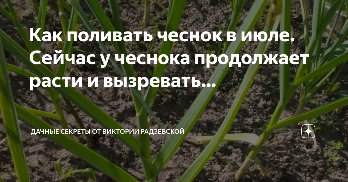 Как часто поливать чеснок в июле. Как часто поливать чеснок в июле