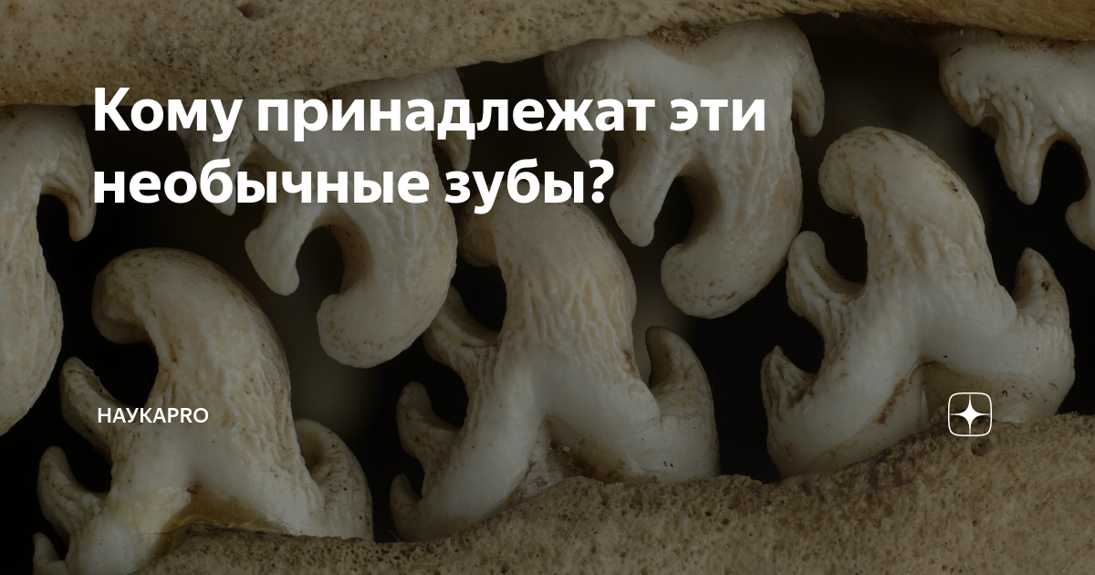 Кому принадлежат эти необычные зубы? | НаукаPRO | Дзен