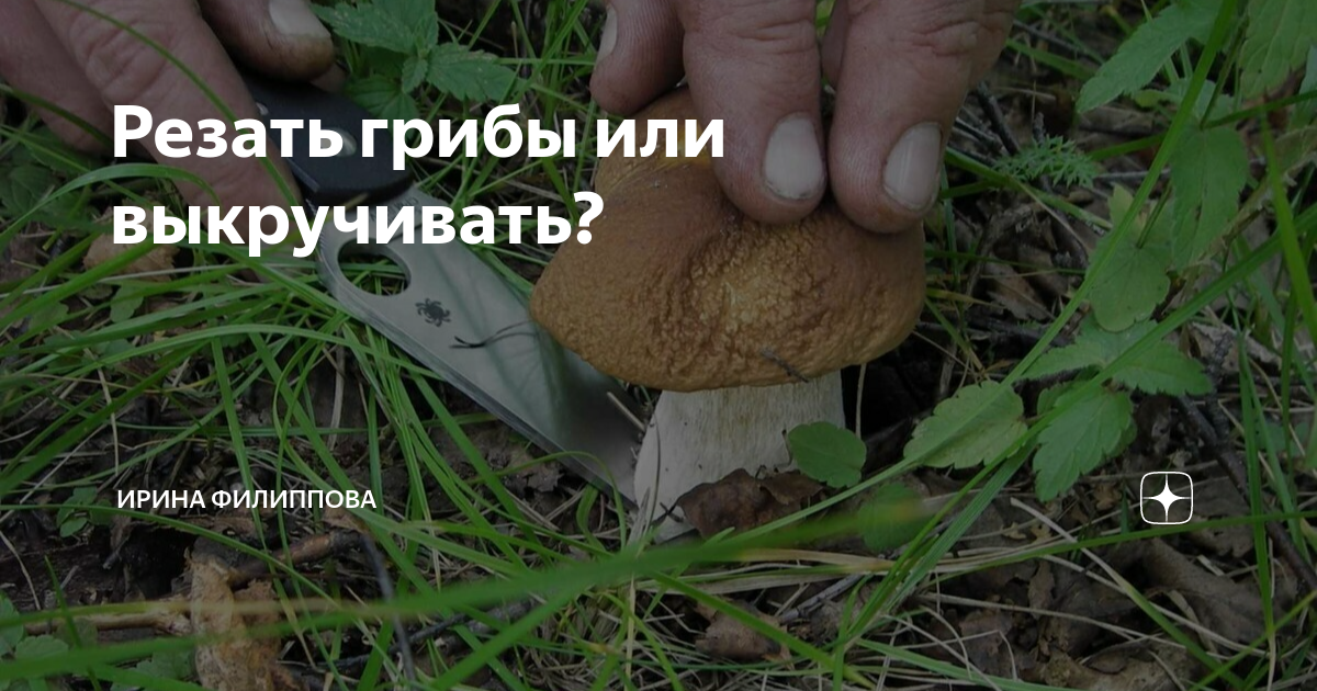 грибы нарезанные ломтиками. грибы нарезанные ломтиками. сон режу грибы. шампиньоны нарезанные ломтиками. шампиньоны нарезанные.