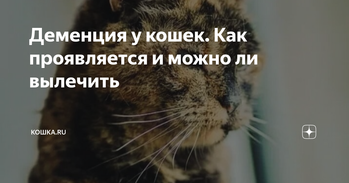 Деменция у кошек. Как проявляется и можно ли вылечить | Кошка.ru | Дзен