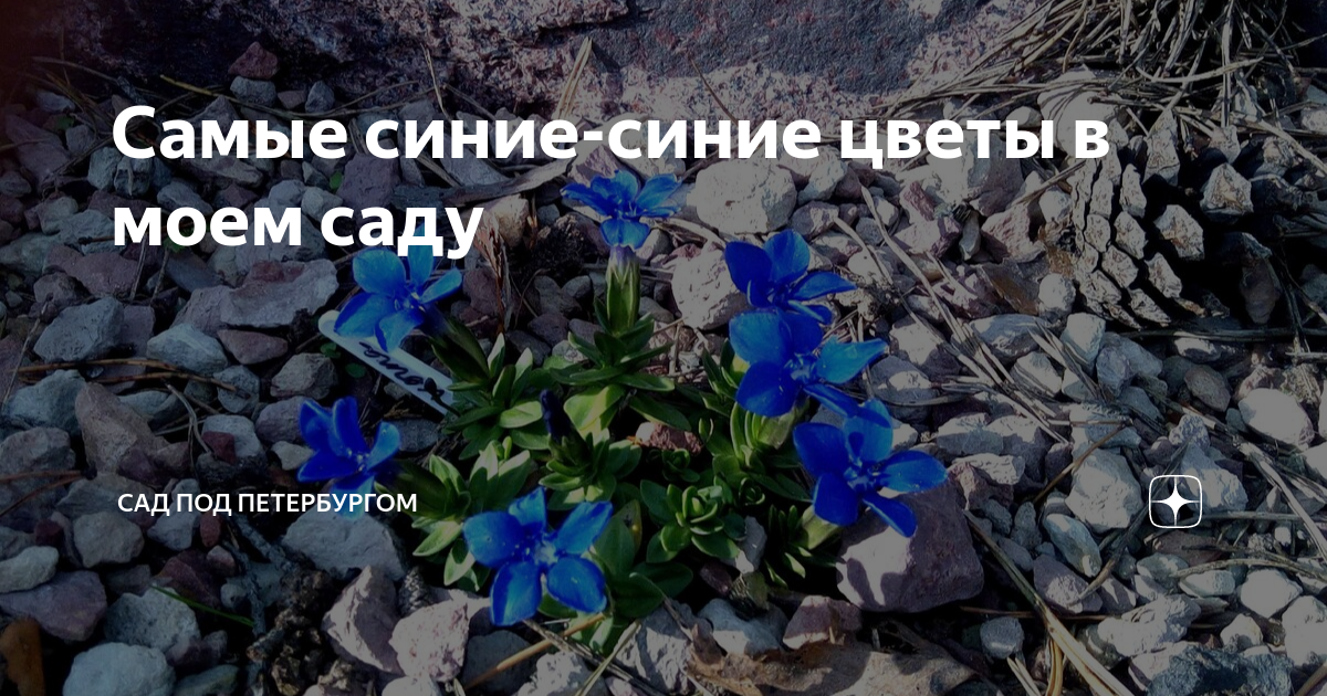 Самые синие-синие цветы в моем саду | Сад под Петербургом | Дзен