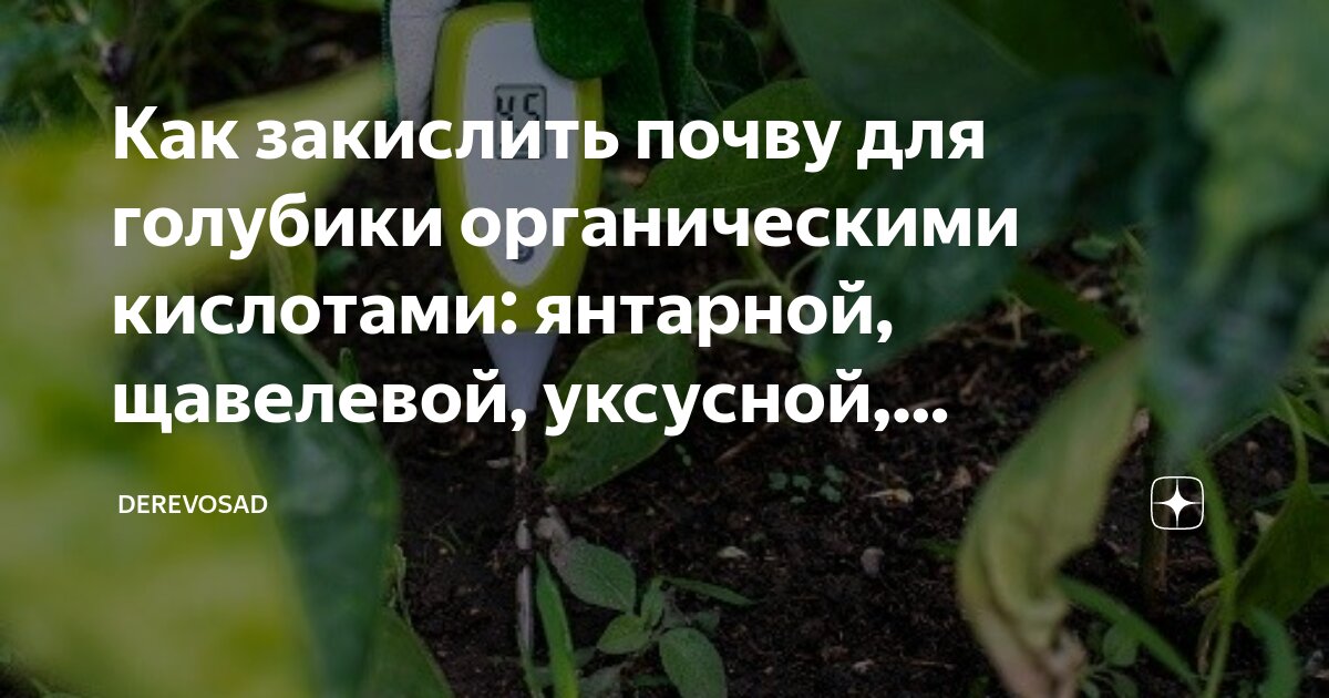 Как подкислить почву для голубики лимонной кислотой. Закислить почву для голубики. Закислить почву для голубики лимонной кислотой. Подкисление почвы для голубики уксусом пропорции. Как развести лимонную кислоту для полива голубики.