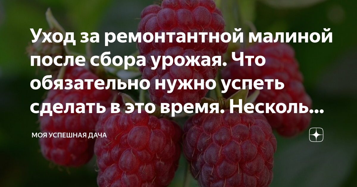 Уход за ремонтантной малиной после сбора урожая. Что обязательно нужно ...
