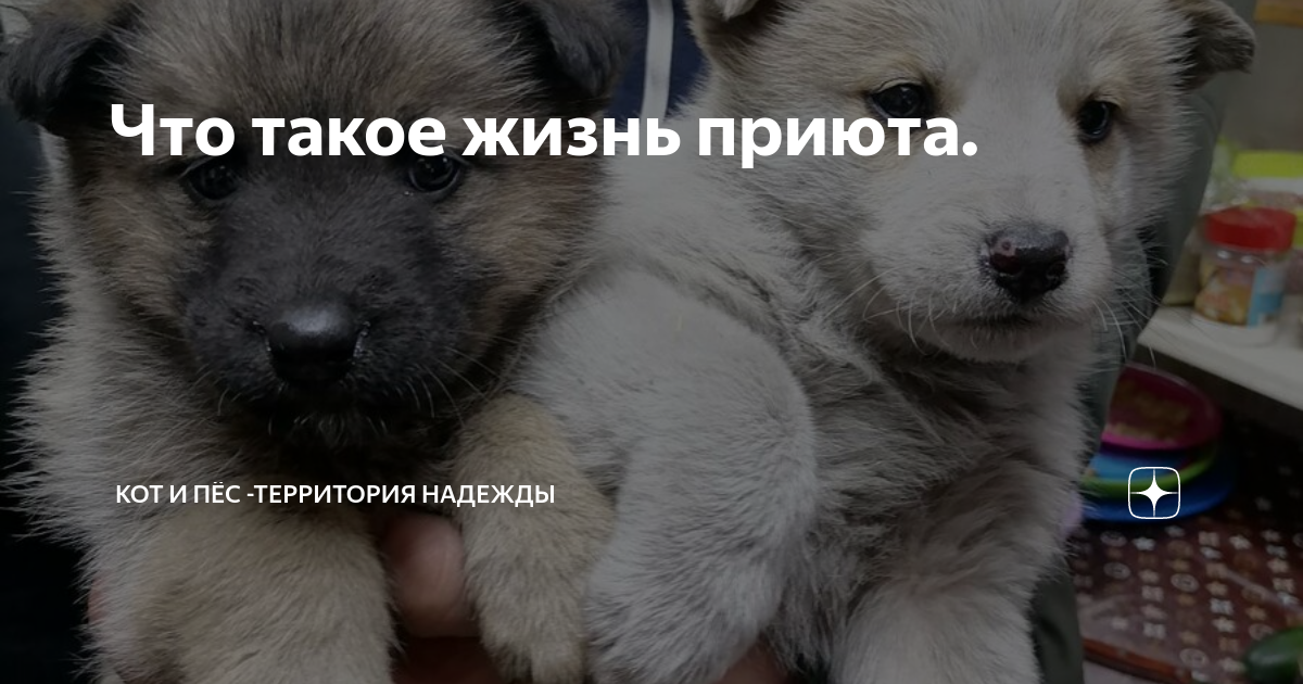 кот и пес территория надежды дзен. джим это наша собачка. доброжелательная открытая девушка+щенок. кот и пес территория надежды дзен. кот и пес территория надежды дзен.