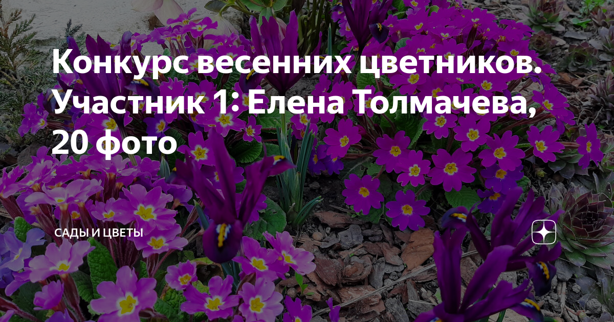 Конкурс весенних цветников. Участник 1: Елена Толмачева, 20 фото | Сады ...