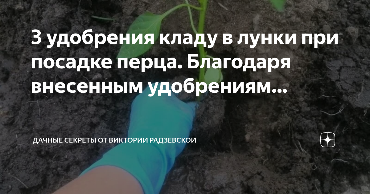 Что нужно перцу при посадке в грунт. Удобрения для перца при посадке в лунку весной. Что добавить в лунку при высадке помидор. Глубина грунта для томатов. Удобрения в лунки при высадке.